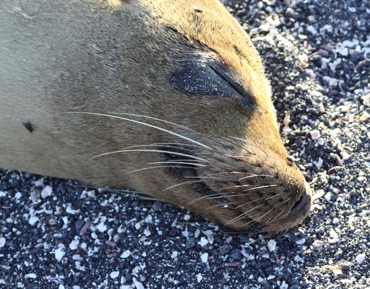 sea lion